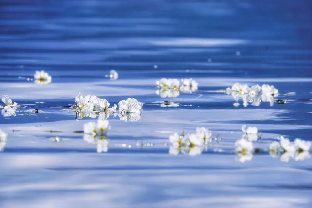 丽江是一个让人念念不忘的地方,丽江一个充满诗情画意的地方