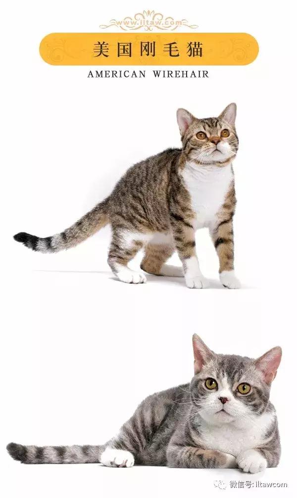 搜猫咪各种图片,世界猫咪图录