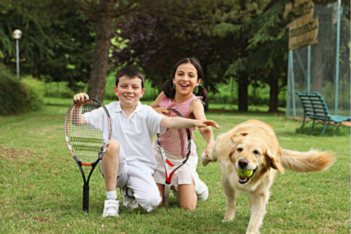 金毛和拉布拉多养谁最好,这辈子养的狗狗