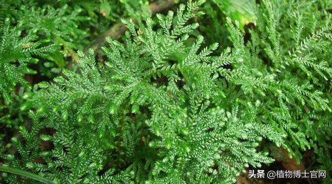 新上盆的卷柏要怎么浇水？