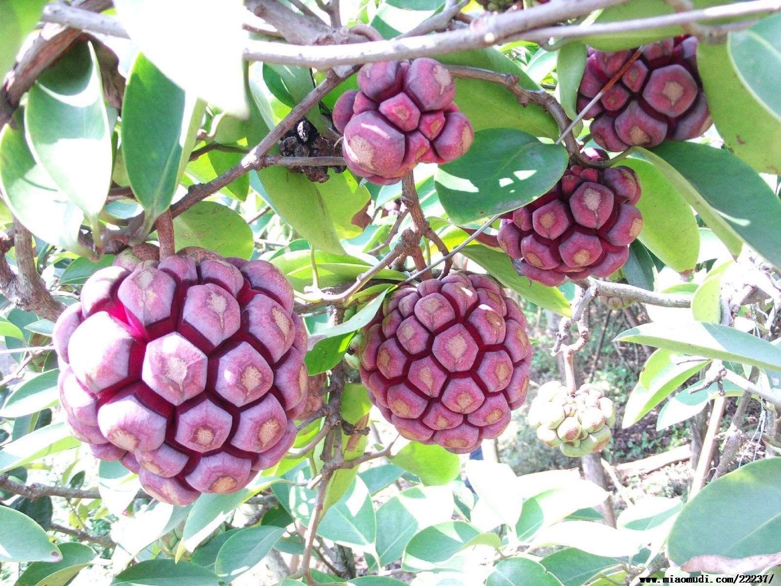 南方山里很多没人摘，如今却成种植热门，1斤20元，又是炒作？