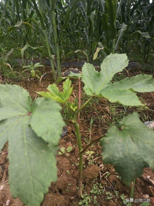 施用除草剂什么时候效果最好,苗前除草剂的效果受哪些因素影响