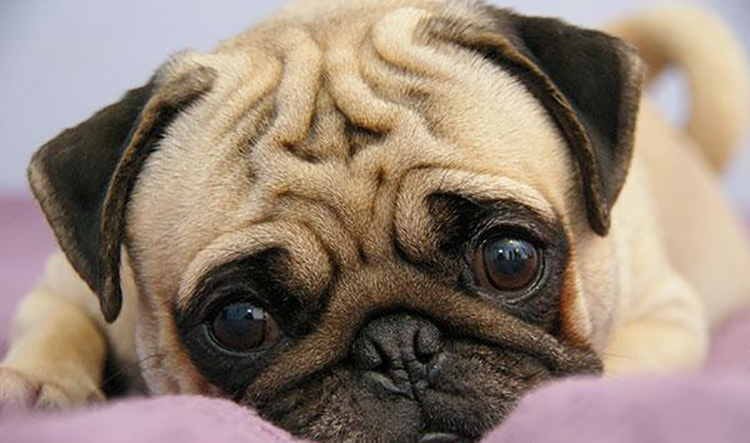 巴哥犬怎么去体味,巴哥犬体味为什么那么大