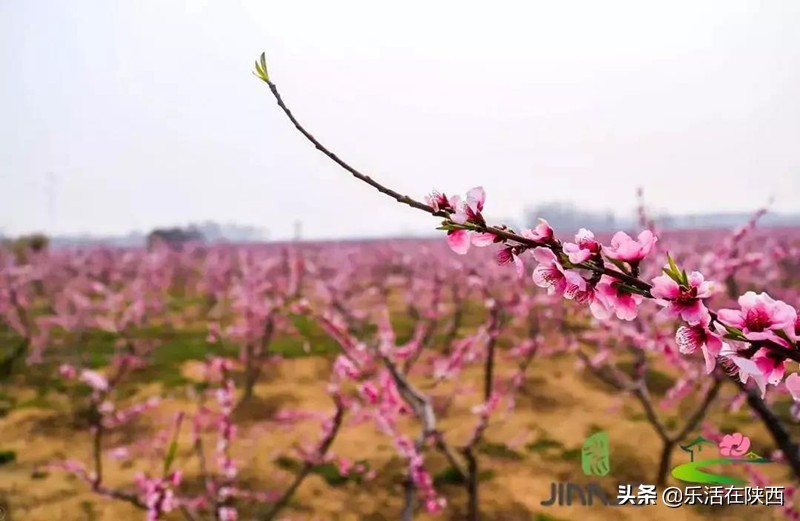 十里桃花总有一朵能够温暖你陕西华州赤水桃花节精彩抢先看