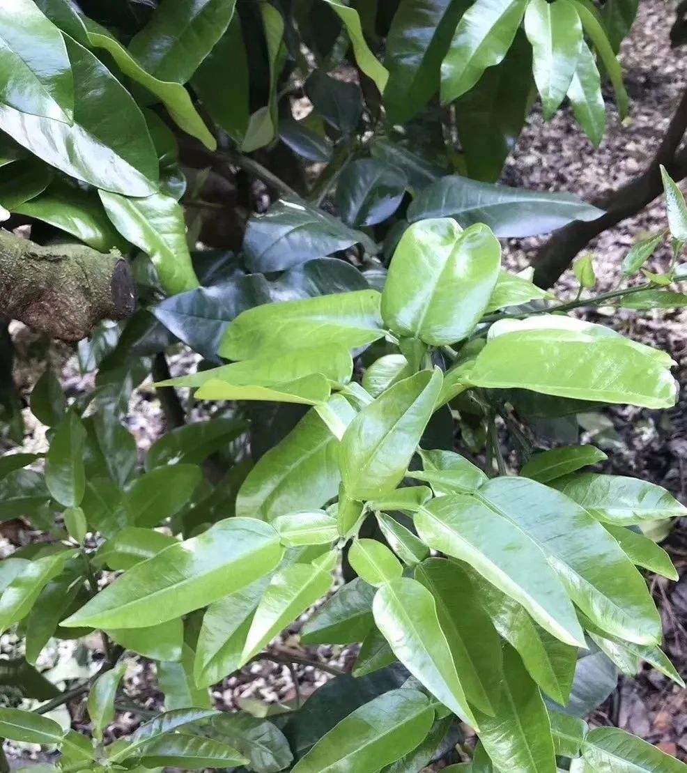 有机菌肥哪个品牌最好,有机菌肥多少钱一袋