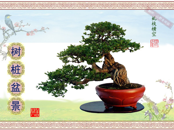 鏍戞々鐩嗘櫙楂樻竻鍥剧墖,姒旀鐩嗘櫙鏍戞々