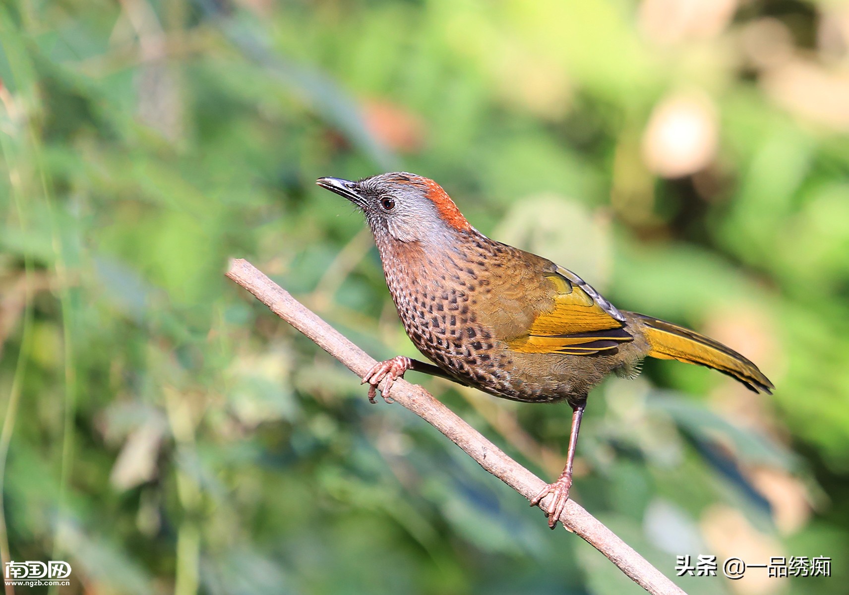 鸟类名字生僻字,带有鸟字的生僻字