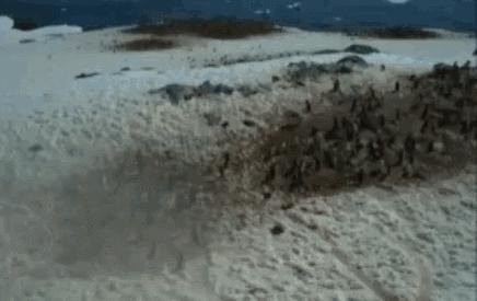 企鹅到底算不算鹅呢,企鹅是一群好的鹅吗