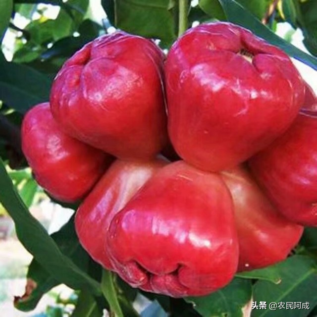 莲雾果套袋过后如何管理,莲雾果多大才疏果