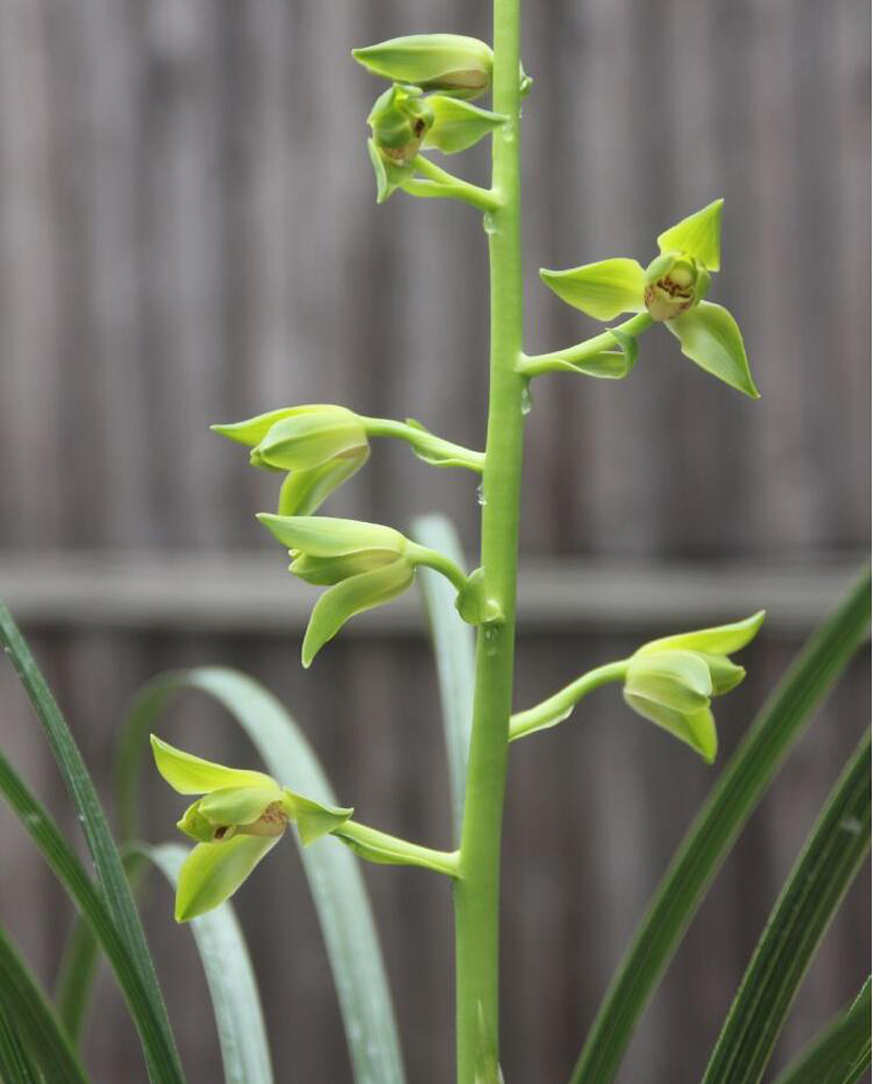 兰花的叶片发黄怎么办呢,兰花叶片发黄的原因和处理方法