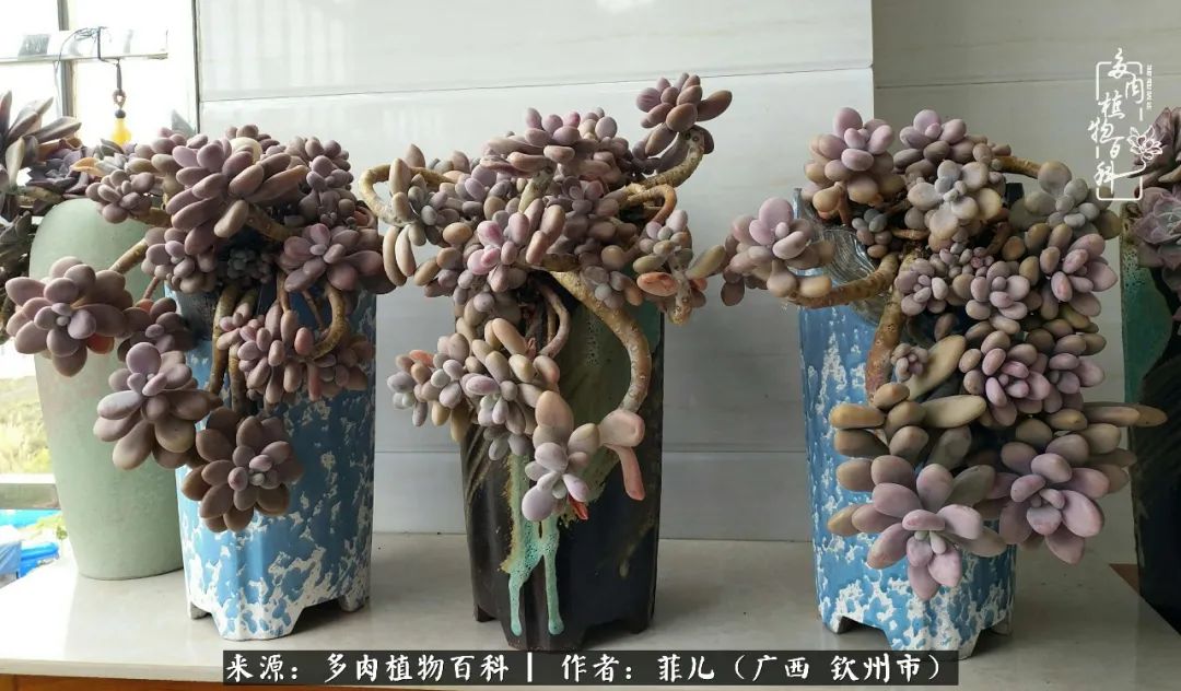 多肉相伴的感悟,与多肉为伴的时光真的很美好