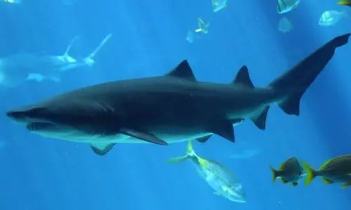 14岁独臂篮球少年的励志人生,14岁独臂男孩用一只手撑起篮球梦