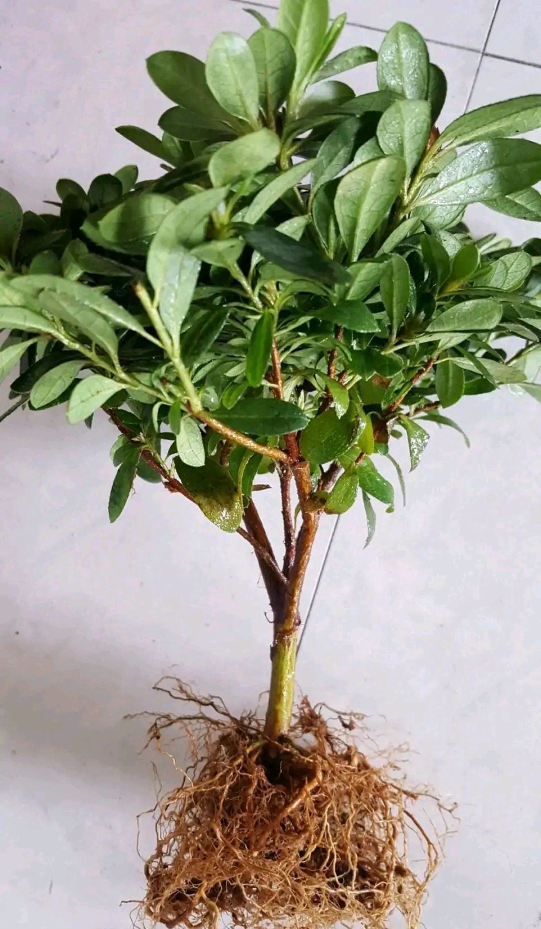 杜鹃花高温多少死亡,杜鹃花20天没浇水了还能活过来吗