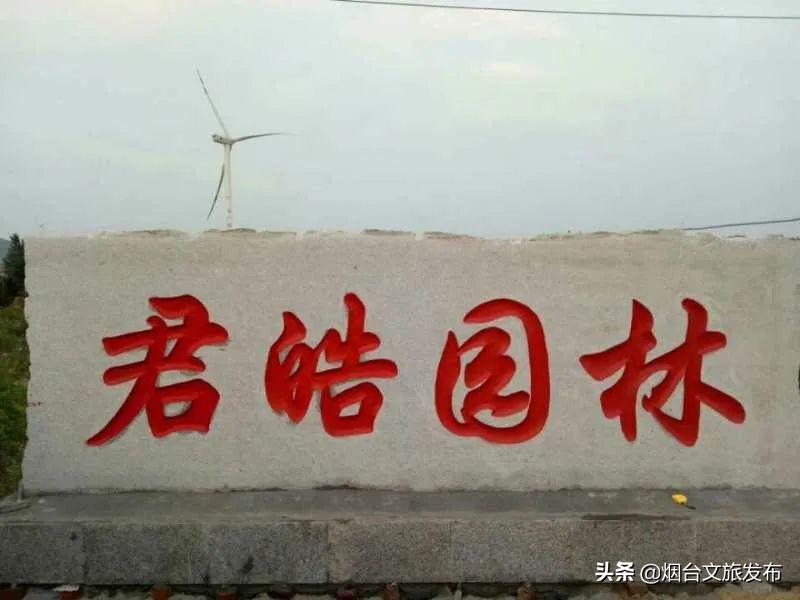 又大又甜的猕猴桃等你来采摘,招远猕猴桃采摘园在哪