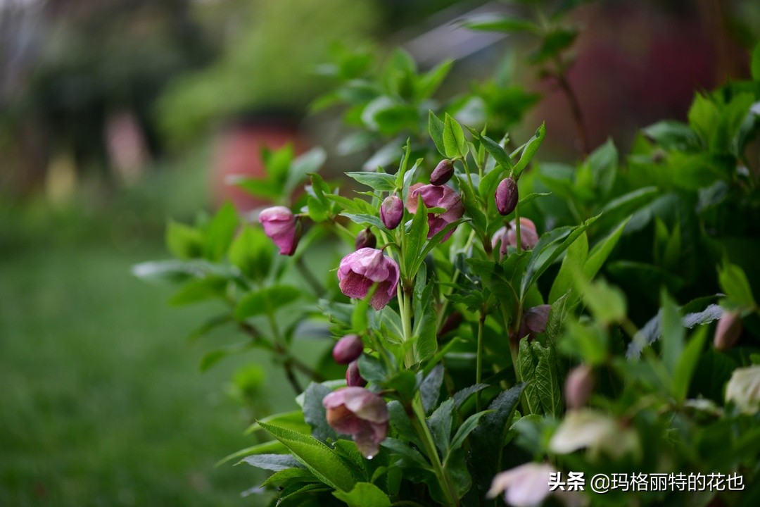 河马花园植物大全,荷马花园的月季