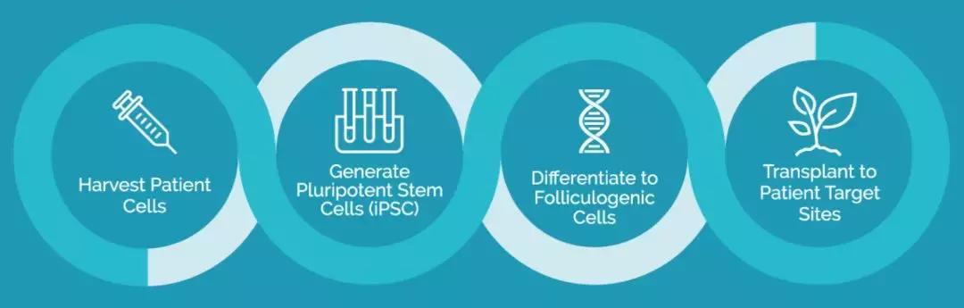 诺奖成果,头发再生最新研究成果