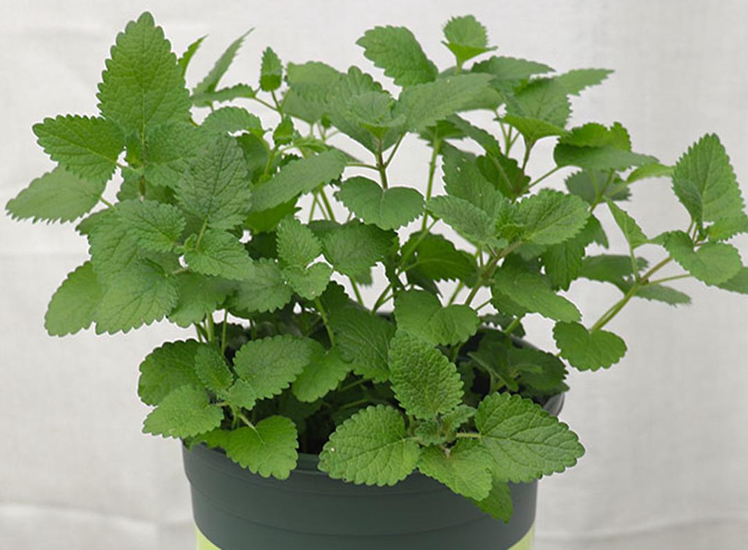 怎样才能养好薄荷叶盆栽,如何养护薄荷绿植