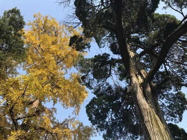 金寨为爱殉情,金寨牺牲了多少人