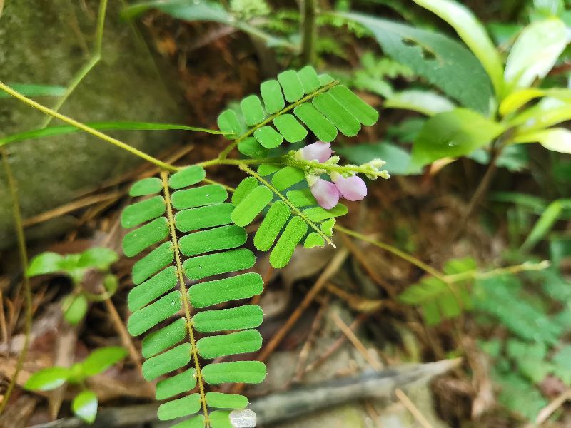 鸡骨草的用途可药用和食用，误食会中毒，用前必须要了解它的特点