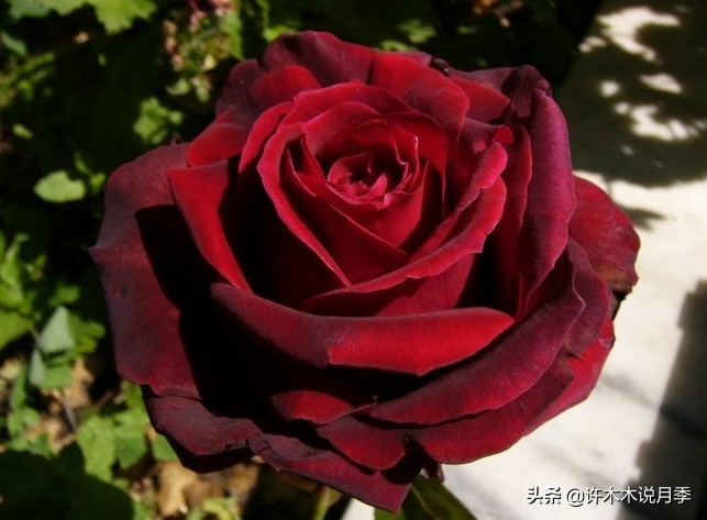 世上有黑色的花吗,世上有黑玫瑰吗