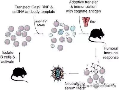 基因编辑最新研究进展,abcc11基因编辑研究进展