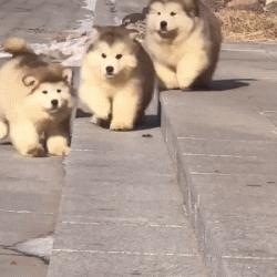 小时候可爱长大后霸气的阿拉斯加,帅气可爱的阿拉斯加