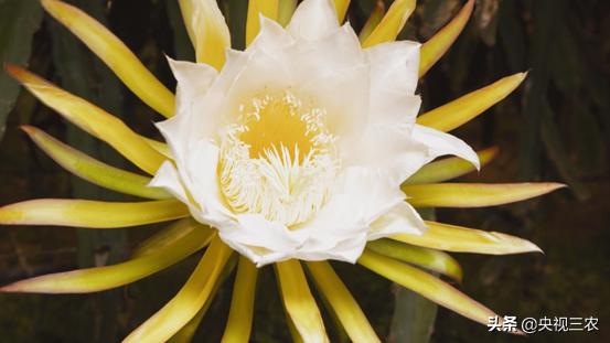 火龙果红心和白心的介绍,火龙果如何区别红心还是白心