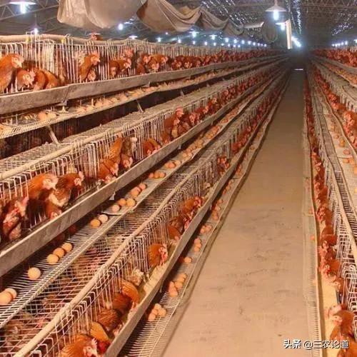 如何治疗鸡痘病,治疗鸡痘有什么特效药吗