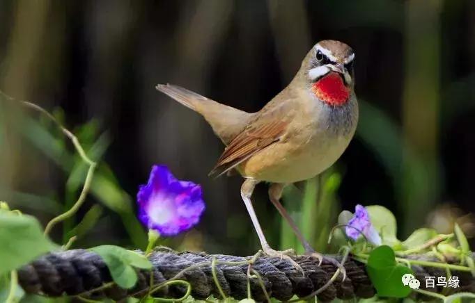 靛颏怎样快速上手,靛颏的十大忌讳