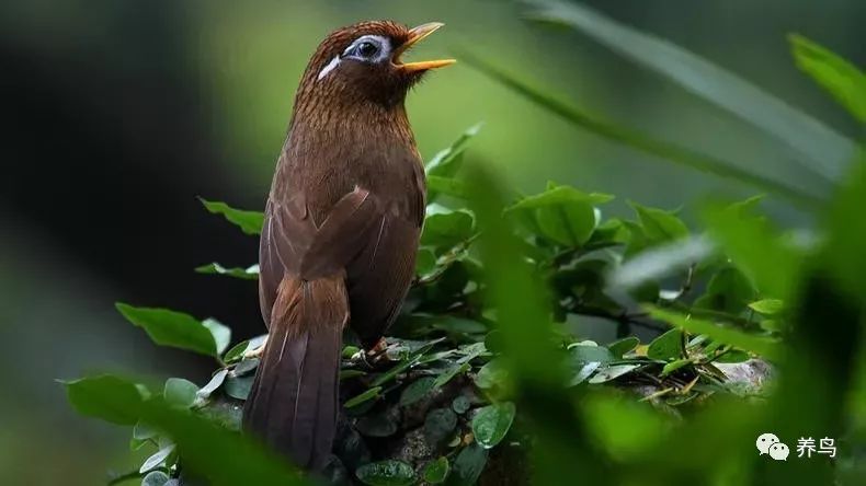 鸟拉肚子怎么治疗,鸟拉肚子喝什么
