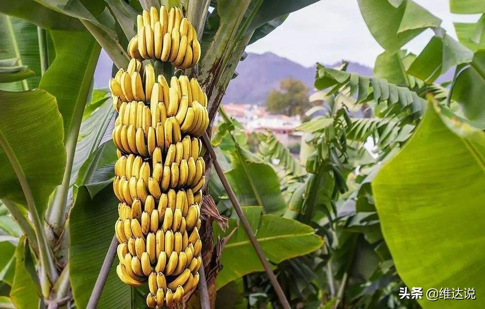 长得像香蕉树的图片,长得像香蕉但里面全是籽
