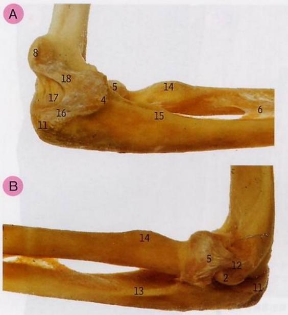 小孩手被提拉后动不了，怎么去预防呢？听医生说