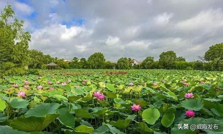 威海春天赏花攻略,威海游玩观光