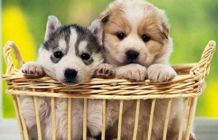 如何挑选一只品相好的罗威纳幼犬,黑色拉布拉多2个月幼犬如何挑选