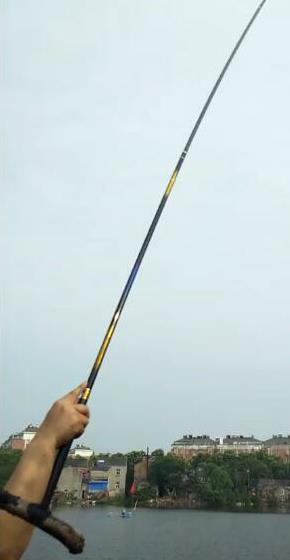 尚艺东美新秀鲤,尚艺东美秀作鲤测评