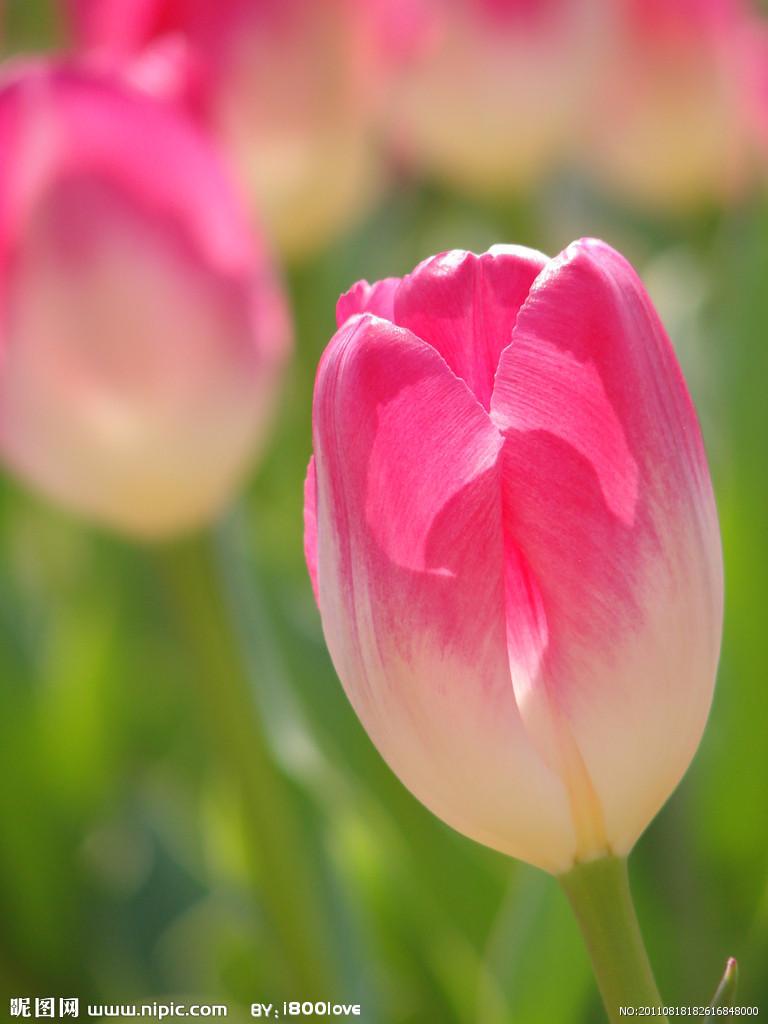 用郁金香表白语录,关于郁金香表白的浪漫句子