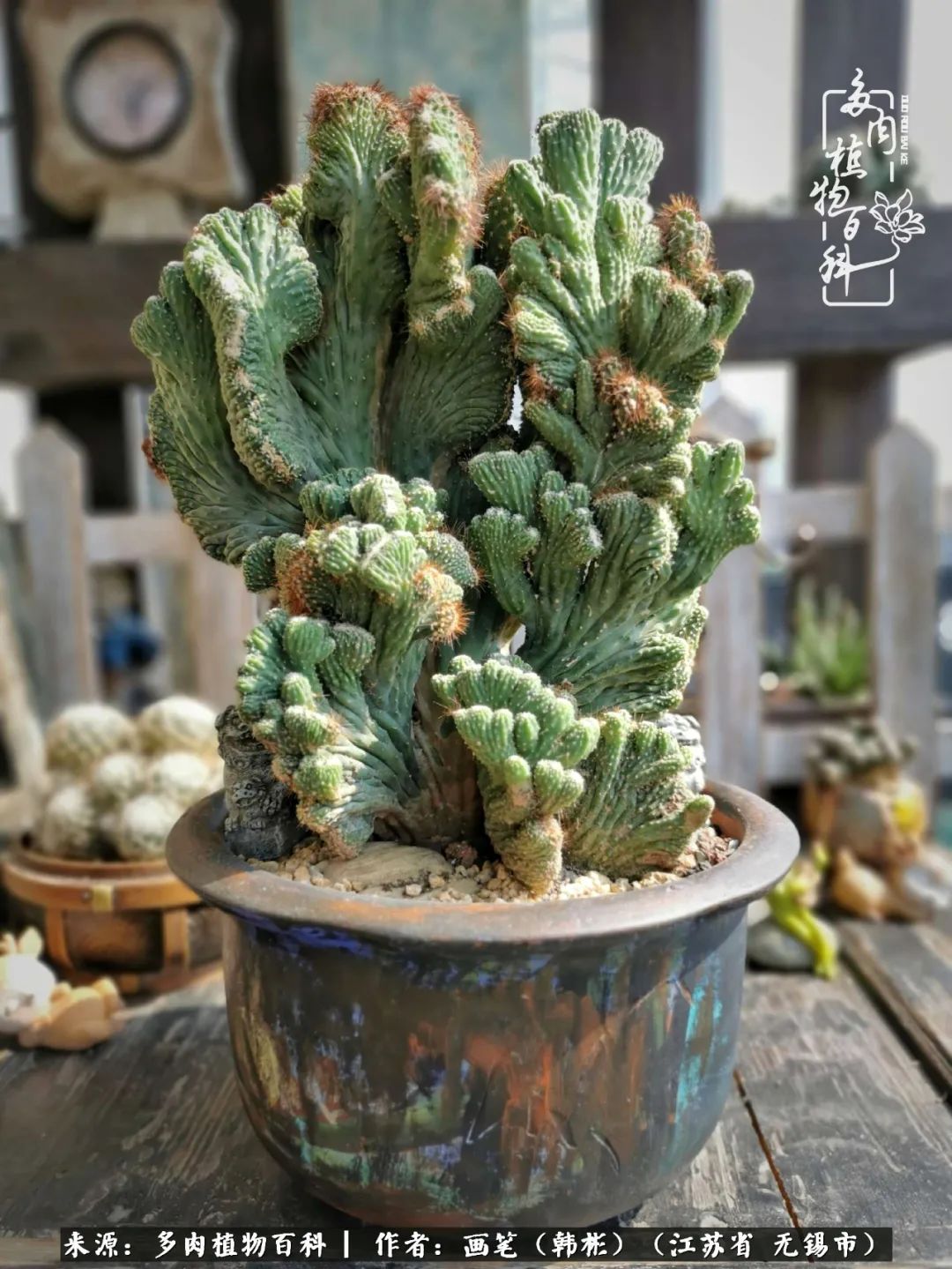 阳台多肉花园简直美翻了,适合男生养的多肉