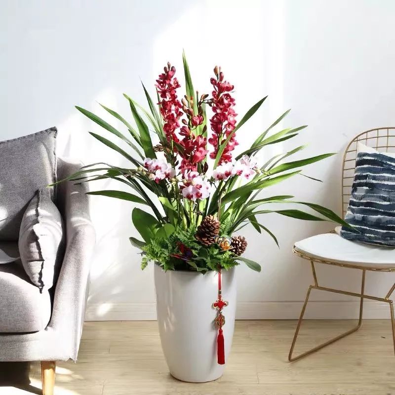 吉祥兰品种大全,六种吉祥兰花