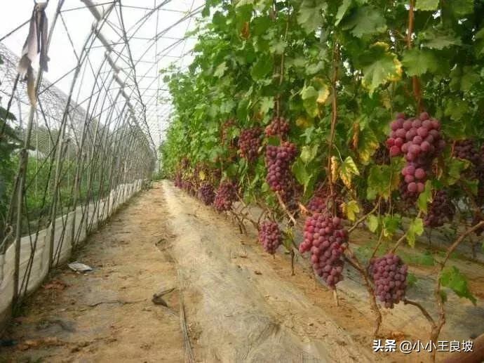 息县一亩三分地,绛县四分指在哪里