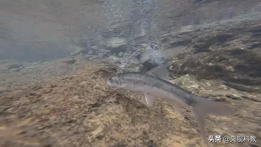 鱼泉洞穴,会冒鱼的山洞是什么