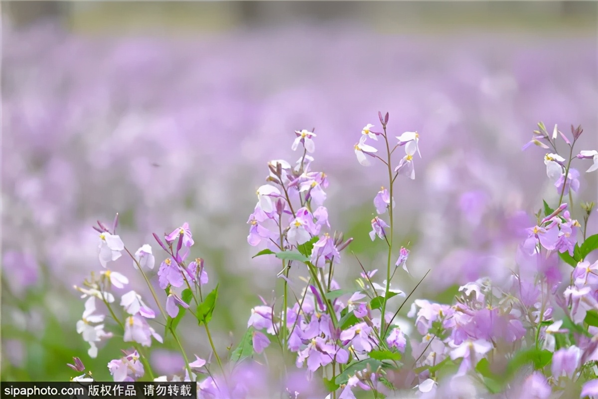 紫色花海哪里最好玩,紫色的花海景点
