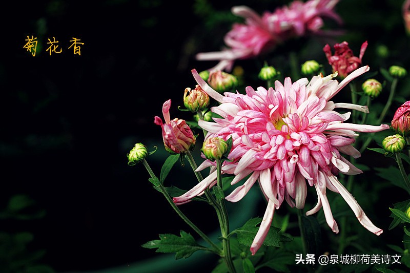 徐和先生一组《乌夜啼》