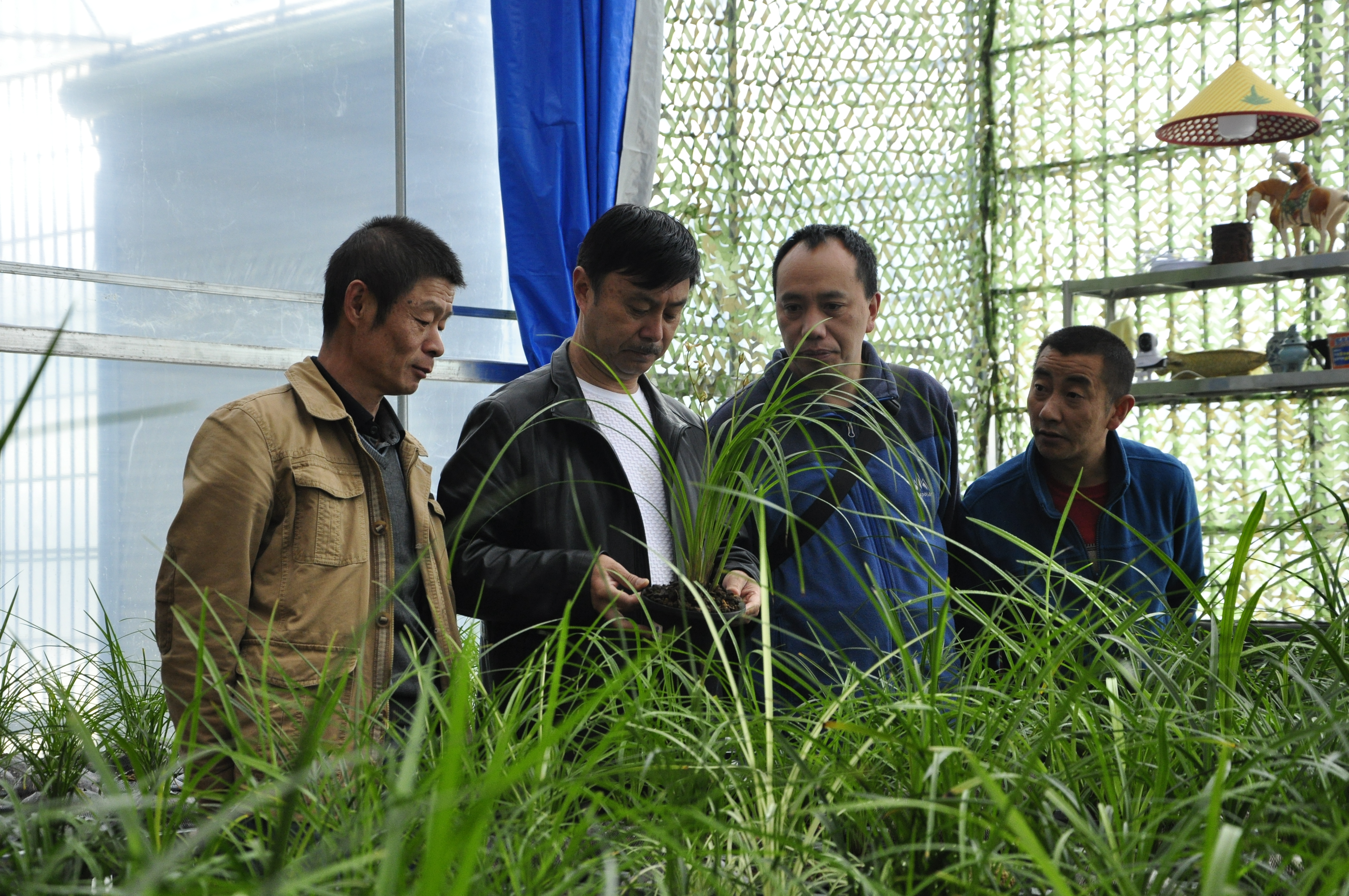 鏄槼鑺卞崏,鏄槼鑺卞崏缁挎鎵瑰彂甯傚満