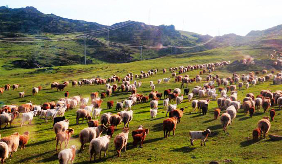羊氨中毒是什么症状,羊尿素中毒的症状及防治技术