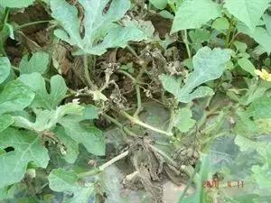 瓜类病害治疗药,瓜类主要病害有哪五条