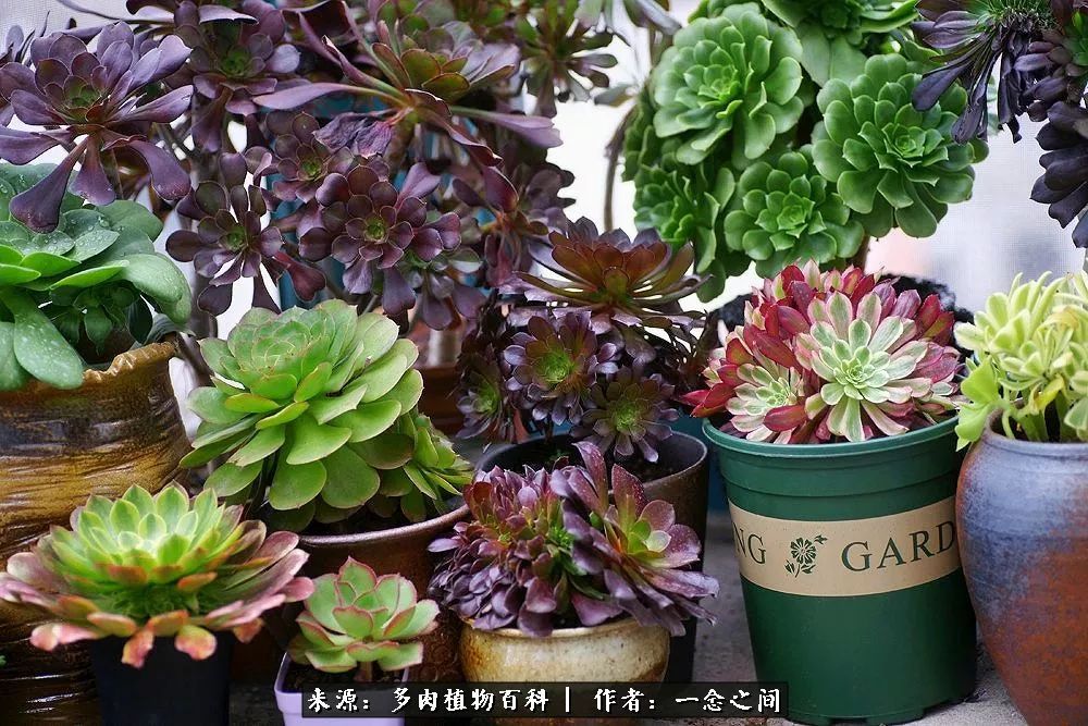 多肉牛群里的“七福神”（下）：男神篇！