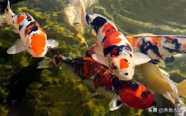 杀菌灯在过滤槽的正确使用方法,鱼缸杀菌灯正确使用方法