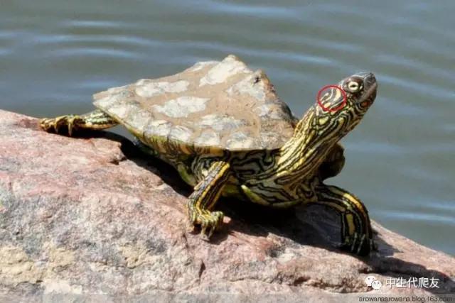 正宗的地图龟,史上最差的地图龟