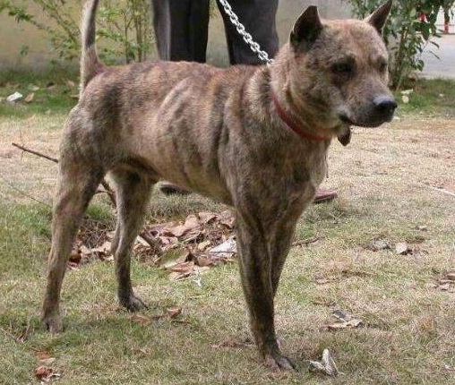 康熙喜欢虎斑犬,康熙的御用名犬