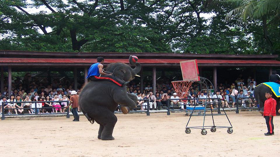 五年级下册与象共舞的作者是谁,与象共舞语文五年级下册老版